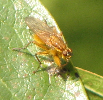 Scathophaga stercoraria (Scathophagidae)